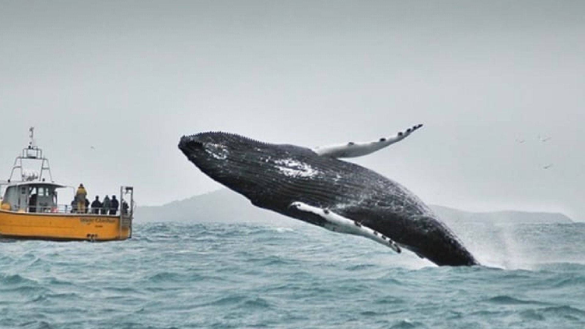 Тур в мурманск на китов